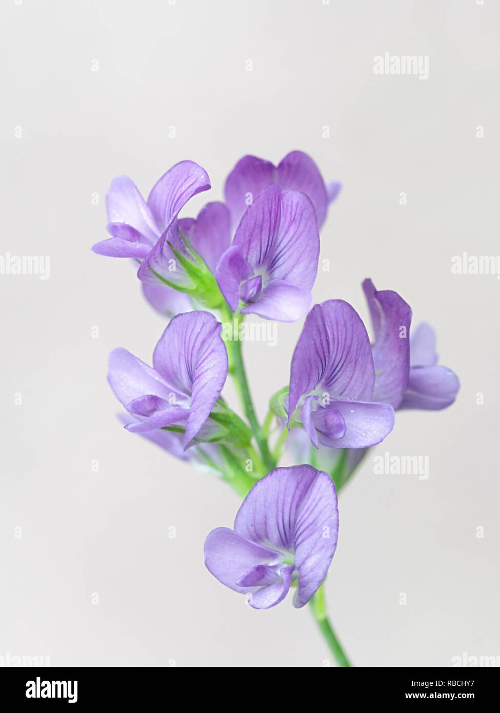 Erba medica, chiamato anche lucerna, Medicago sativa, un fiore commestibile crescente selvatici in Finlandia Foto Stock