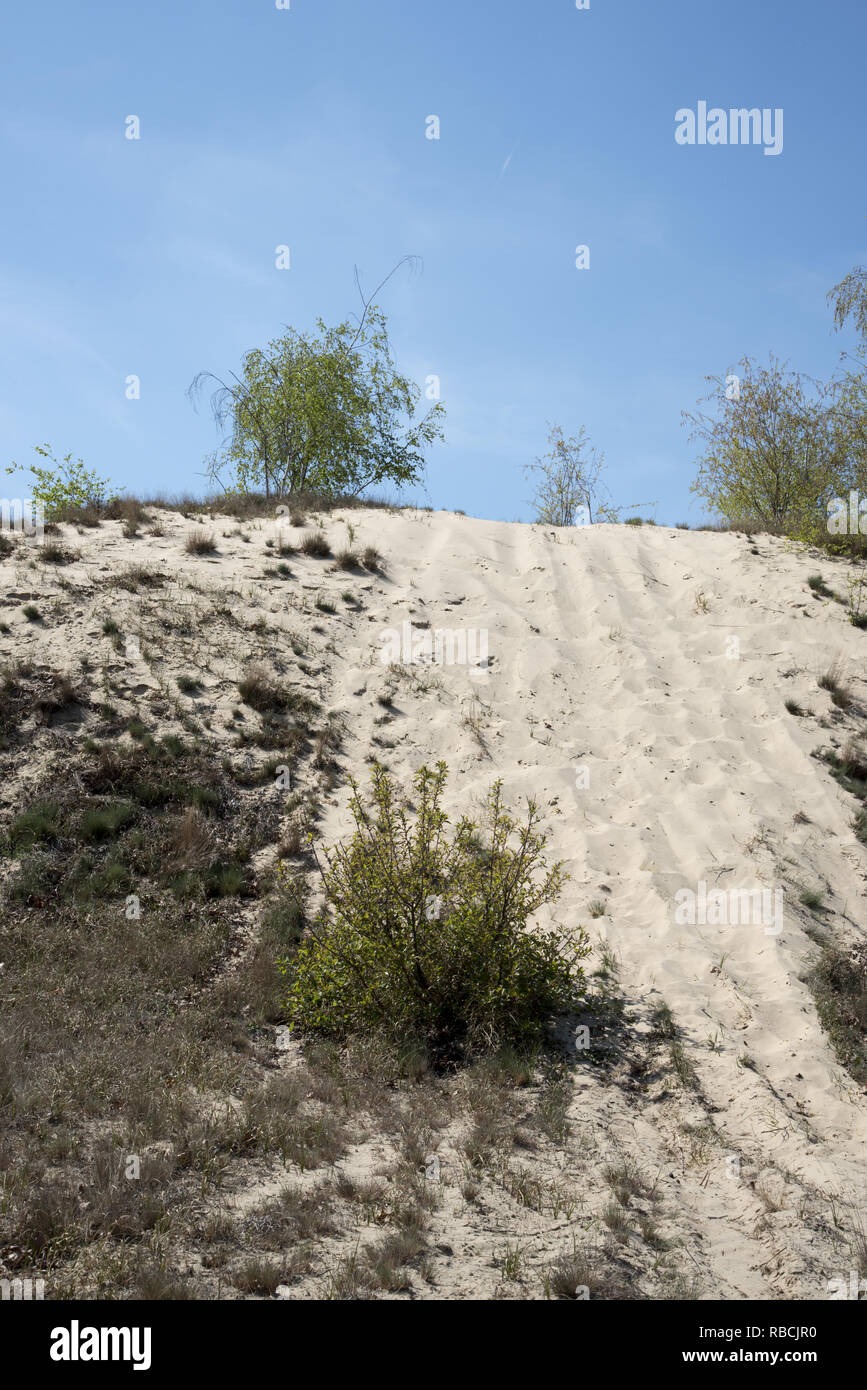 L entroterra dune di sabbia nel deserto Jüterbog nel nord-est della Germania è un relitto di Ice Age. Foto Stock