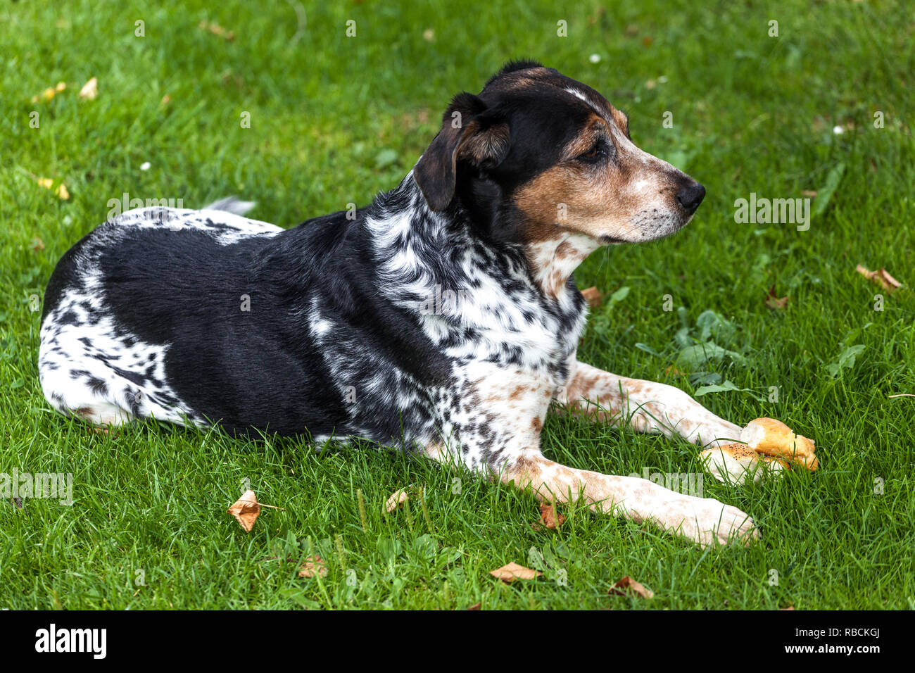 Razza ceca Bohemian Spotted Dog giacente su erba in giardino Foto Stock