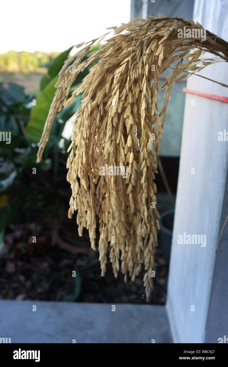Chiudere fino a riso Thai semi in orecchio di risone. Foto Stock