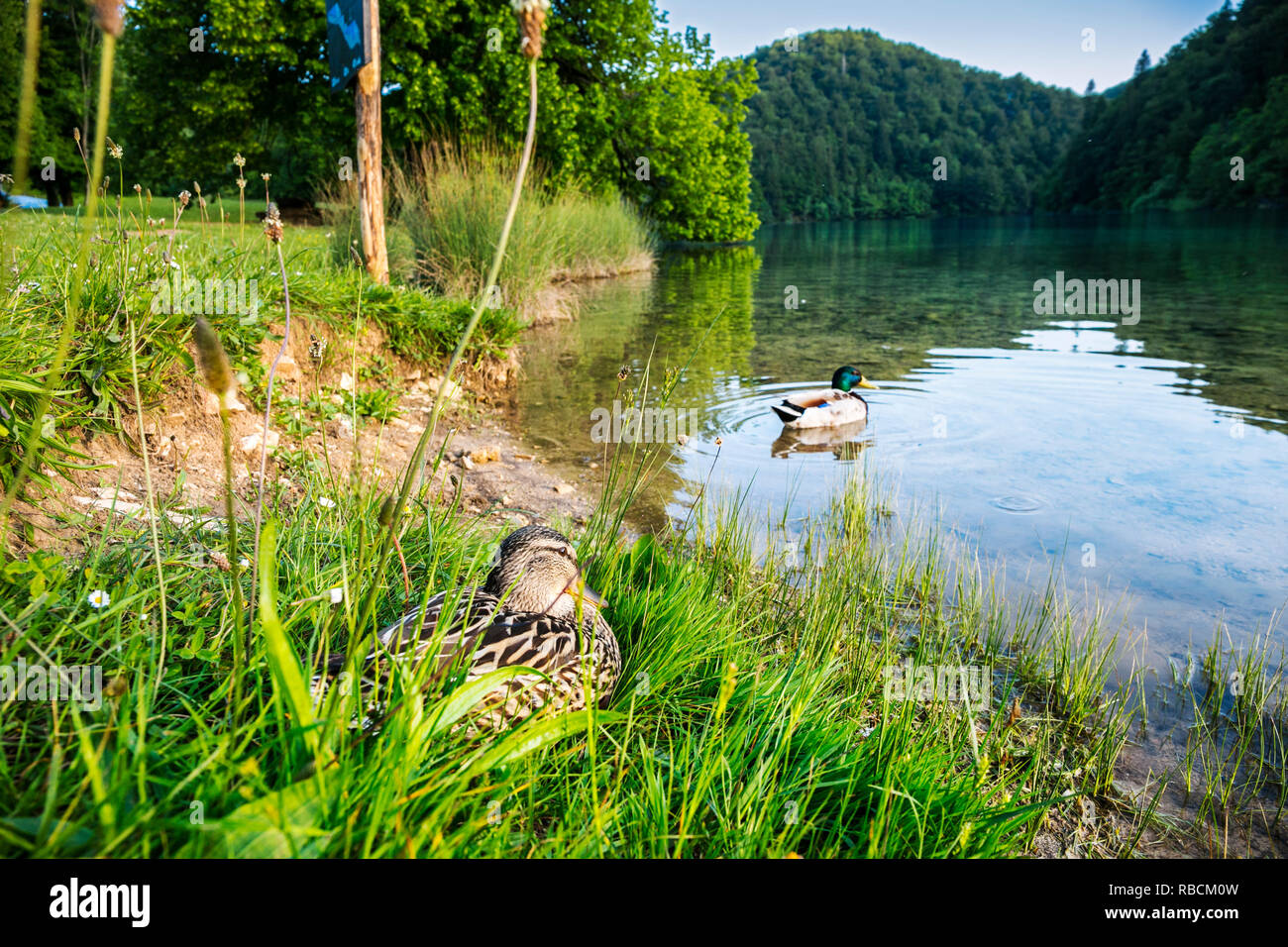 Il Parco Nazionale dei Laghi di Plitvice. Lika Pljeå¡ivica mountain range . Il parco rientra in due contee Lika-Senj Affitto e Karlovac . Patrimonio Mondiale dell'UNESCO, Foto Stock