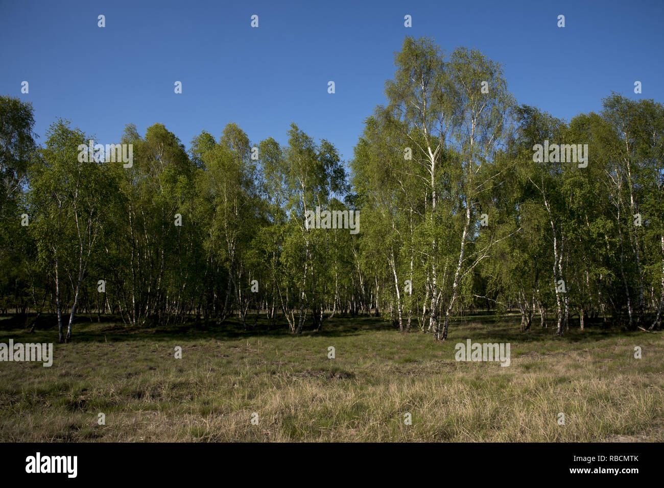 Nel deserto Jüterbog dopo più di 150 anni come una zona di addestramento militare dal 1992 in uno dei rari paesaggi di steppa in Germania la natura delle regole. Foto Stock