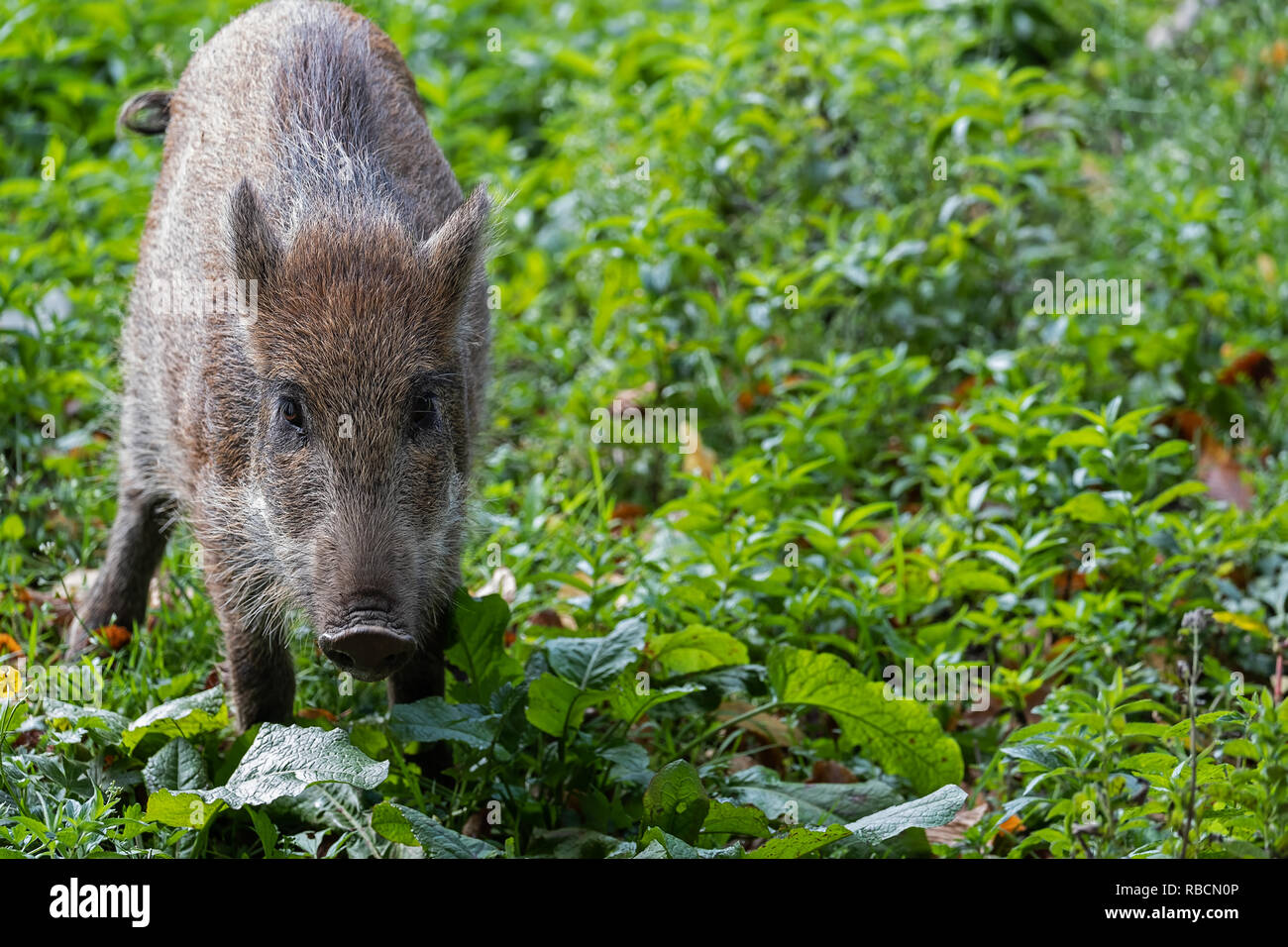 giovane cinghiale Foto Stock