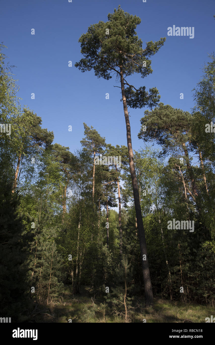 Solo ai bordi del deserto Jüterbog nel nord-est della Germania di pino silvestre sono in crescita. Foto Stock