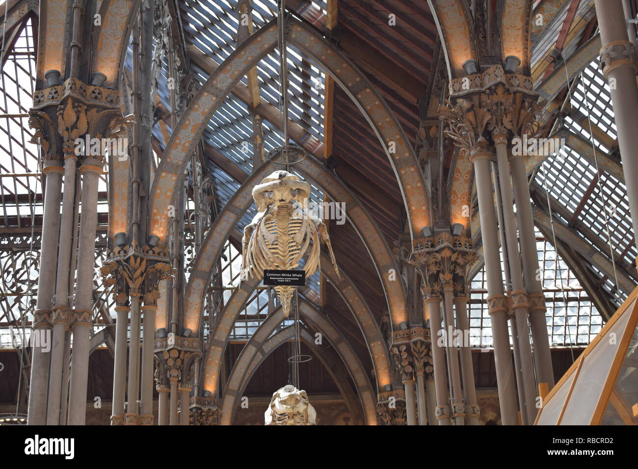 Lo scheletro appeso nel museo di storia naturale a Oxford Foto Stock