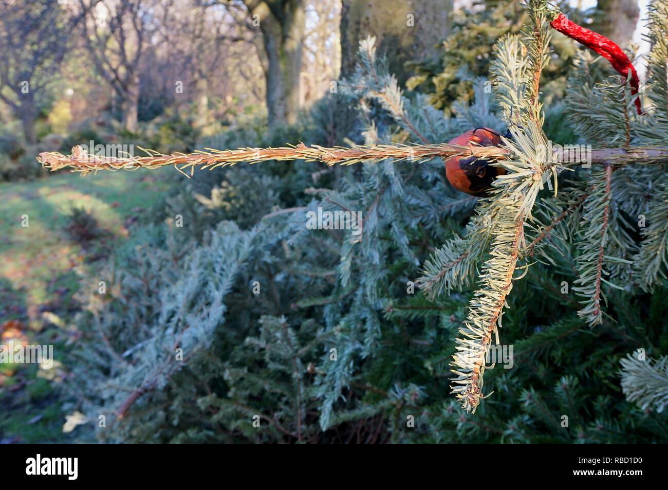 Glasgow, Regno Unito, 9 gennaio 2019 - Kelvingrove Park di Glasgow è uno dei luoghi in cui i residenti possono smaltire i loro alberi di Natale veri fino al 18 gennaio. È previsto che 68000 di alberi di Natale veri verrà gettato in Glasgow la generazione di circa 1400 tonnellate di rifiuti. Alberi prese per il parco sarà ridotto in schegge e trinciato per uso all'interno del parco, riducendo la discarica dei rifiuti. Credito: Pawel Pietraszewski / Alamy Live News Foto Stock