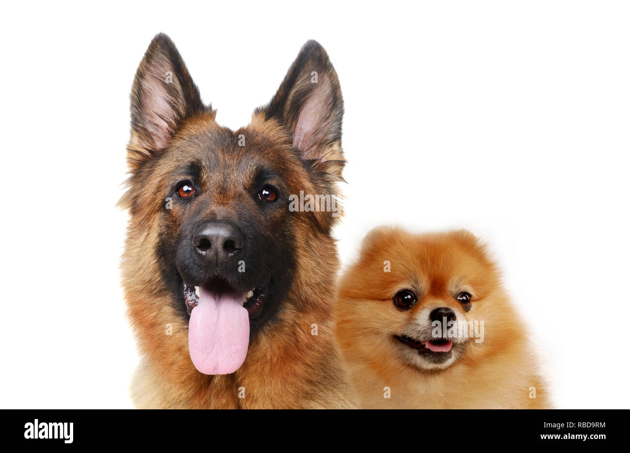 Close up ritratti di Pomerania spitz e pastore tedesco isolato su sfondo  bianco. Grandi e piccoli cani Pedigree insieme Foto stock - Alamy