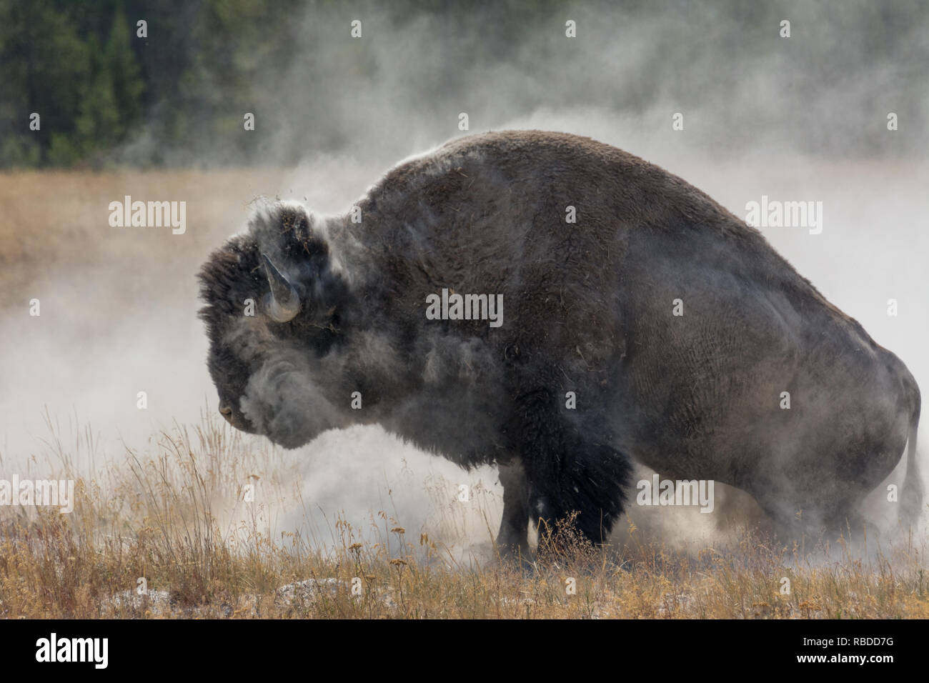 Parco Nazionale di Yellowstone, USA: coperti di polvere, una tonnellata gabbie degli animali sui suoi piedi. La terrificante momento a una tonnellata grande bison bull costretto un malcapitato medico a fuggire e ad abbandonare il suo ingranaggio fotografico è stato catturato. Un'altra immagine mostra il brioso animale intorno a rotolamento vigorosamente la polvere e lo sporco del Parco Nazionale di Yellowstone graffiare un prurito che non poteva essere raggiunto. Willis Chung / www.mediadrumworld.com Foto Stock