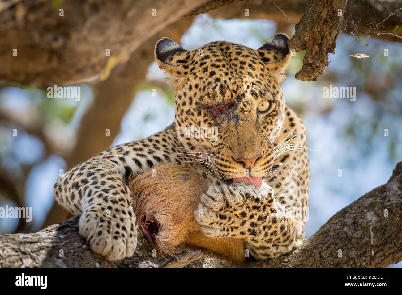 Questa one-eyed leopard sembra avvolto reminiscenza di cicatrici da The Lion King ma chiaramente non ha indebolito la sua abilità di caccia come egli mostra con orgoglio la sua uccisione. Foto sorprendenti mostrano la leopard rilassante su un ramo di albero con il suo fresco come kill egli lambisce le sue labbra e comincia a piegare a. Altre incredibili immagini mostrano un close-up di Leopardi faccia con una ferita aperta tutto ciò che rimane del suo occhio destro che sembra essere stato graffiato. Notevoli le fotografie sono state prese nel Parco Nazionale di Tarangire e in Tanzania dal fotografo Holger W Grauel (49). Mediadrumimages / Holger W Grauel Foto Stock