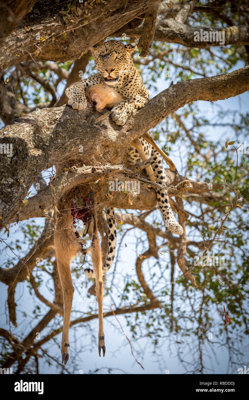 Questa one-eyed leopard sembra avvolto reminiscenza di cicatrici da The Lion King ma chiaramente non ha indebolito la sua abilità di caccia come egli mostra con orgoglio la sua uccisione. Foto sorprendenti mostrano la leopard rilassante su un ramo di albero con il suo fresco come kill egli lambisce le sue labbra e comincia a piegare a. Altre incredibili immagini mostrano un close-up di Leopardi faccia con una ferita aperta tutto ciò che rimane del suo occhio destro che sembra essere stato graffiato. Notevoli le fotografie sono state prese nel Parco Nazionale di Tarangire e in Tanzania dal fotografo Holger W Grauel (49). Mediadrumimages / Holger W Grauel Foto Stock