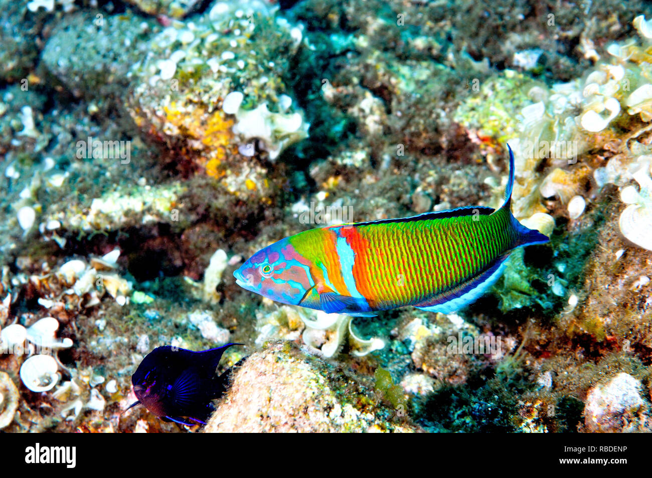 Ornate Wrasse in Tenerife - Isole Canarie Foto Stock