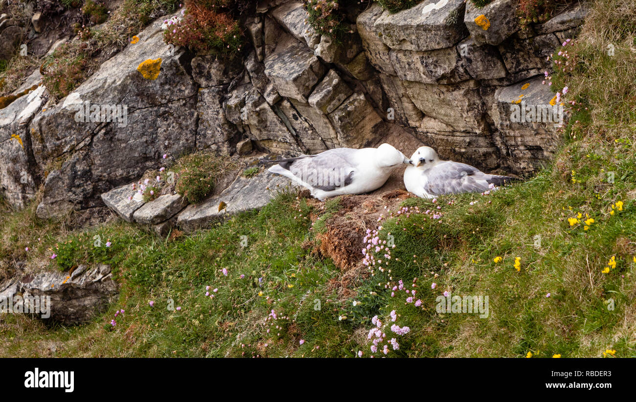 Una coppia di gabbiani sulle scogliere a Sumburgh Head vicino a Lerwick, Isole Shetland Scozia, l'Europa. Foto Stock