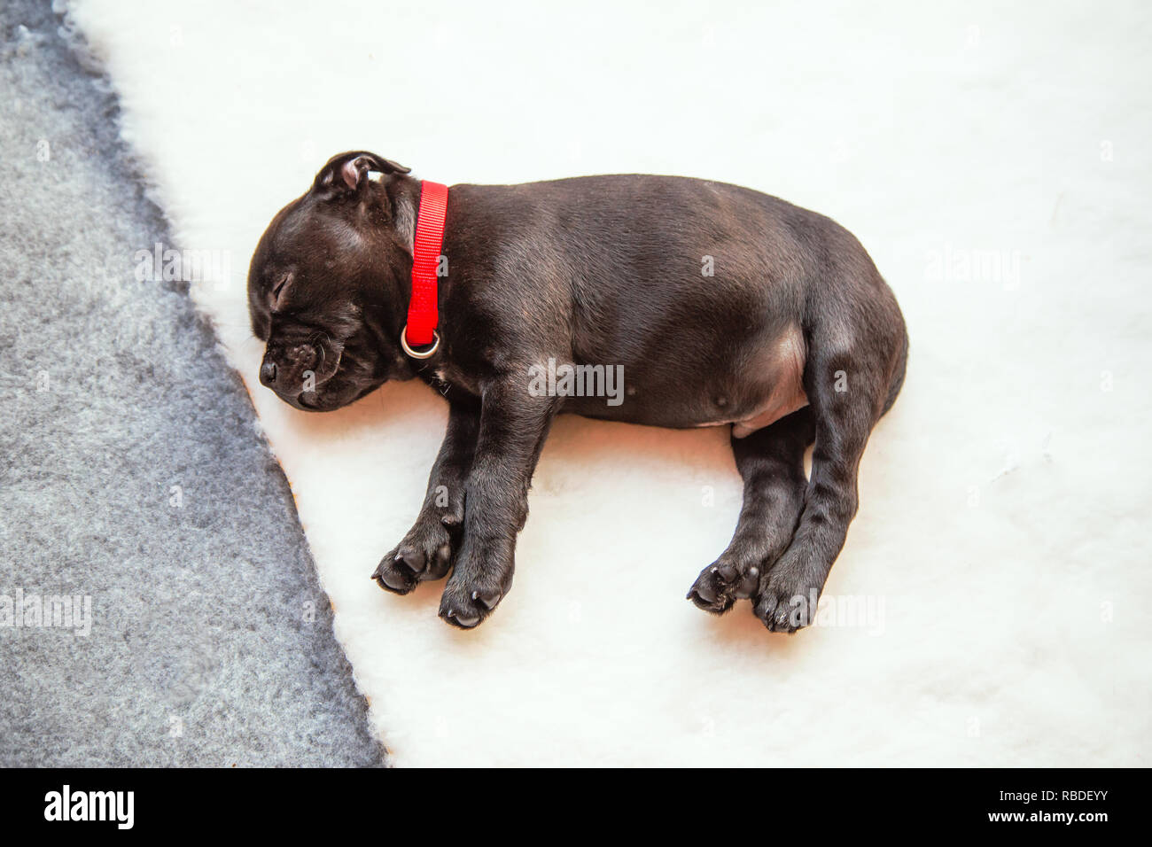 Molto carino piccolo Staffordshire bull terrier cucciolo dorme sul bianco completamente lettiera di cui sopra grigio rivestimento pavimento morbido. Egli è il suo lato con le sue gambe in Foto Stock