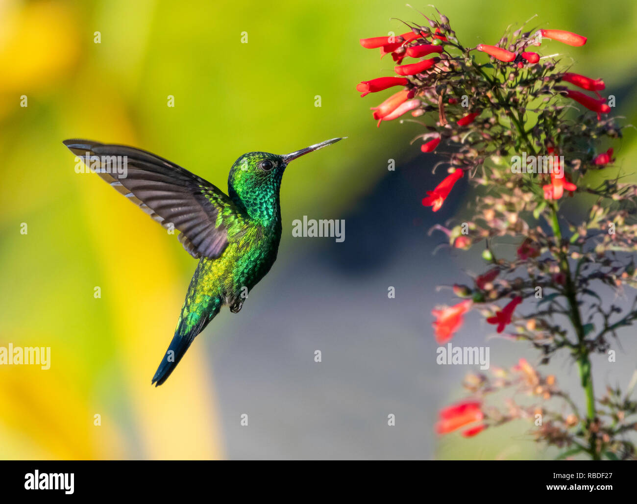 Un blu zaffiro chinned Hummingbird avanzamento sul Antigua fiore di calore. Foto Stock