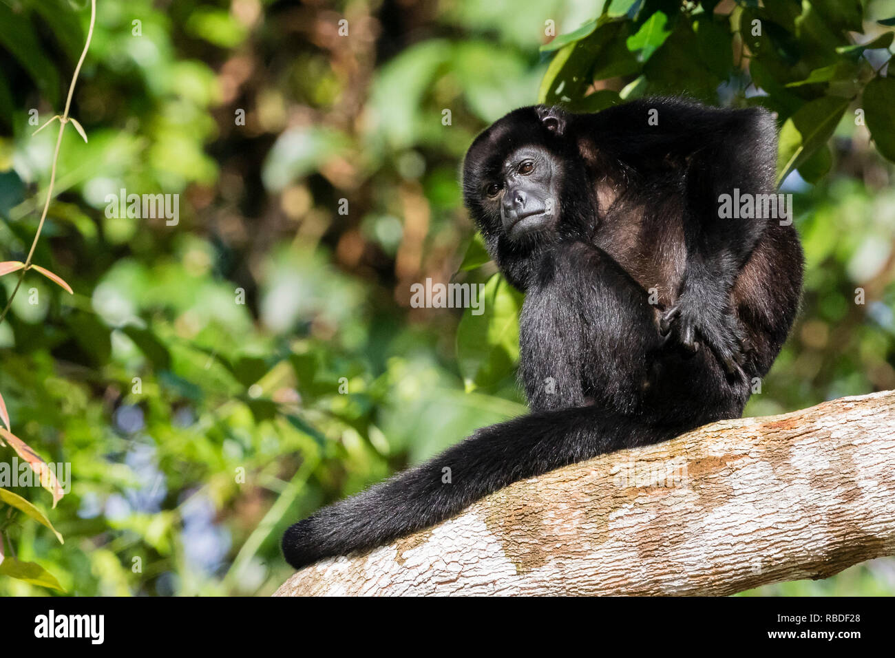 Geoffrey's spider monkey, Parco Nazionale di Tortuguero, Costa Rica Foto Stock