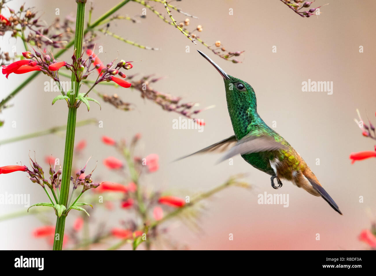 Rame-rumped hummingbird avanzamento sul Antigua fiore di calore Foto Stock