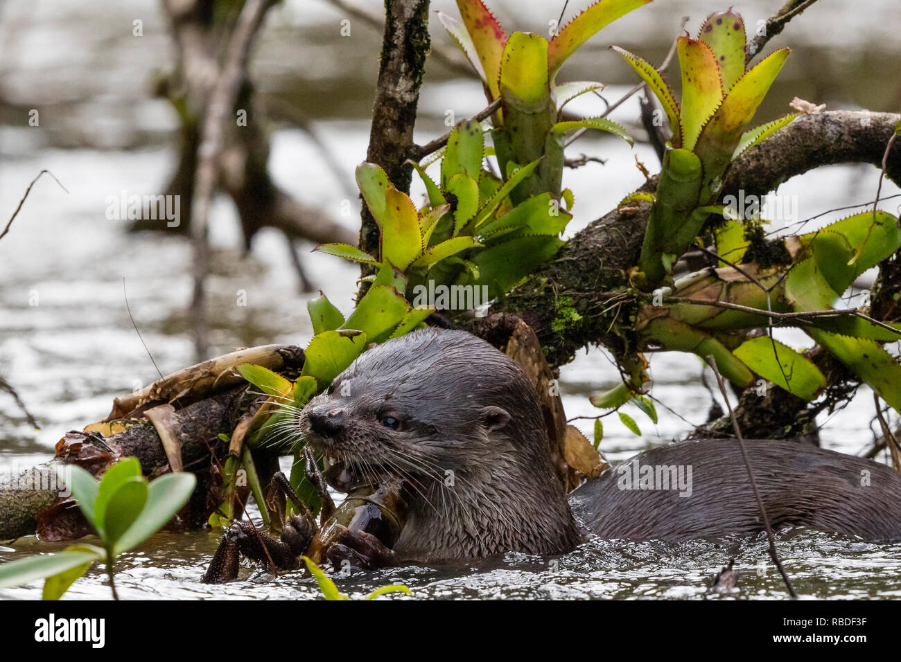 Neotropical Lontra di fiume, Parco Nazionale di Tortuguero, Costa Rica Foto Stock