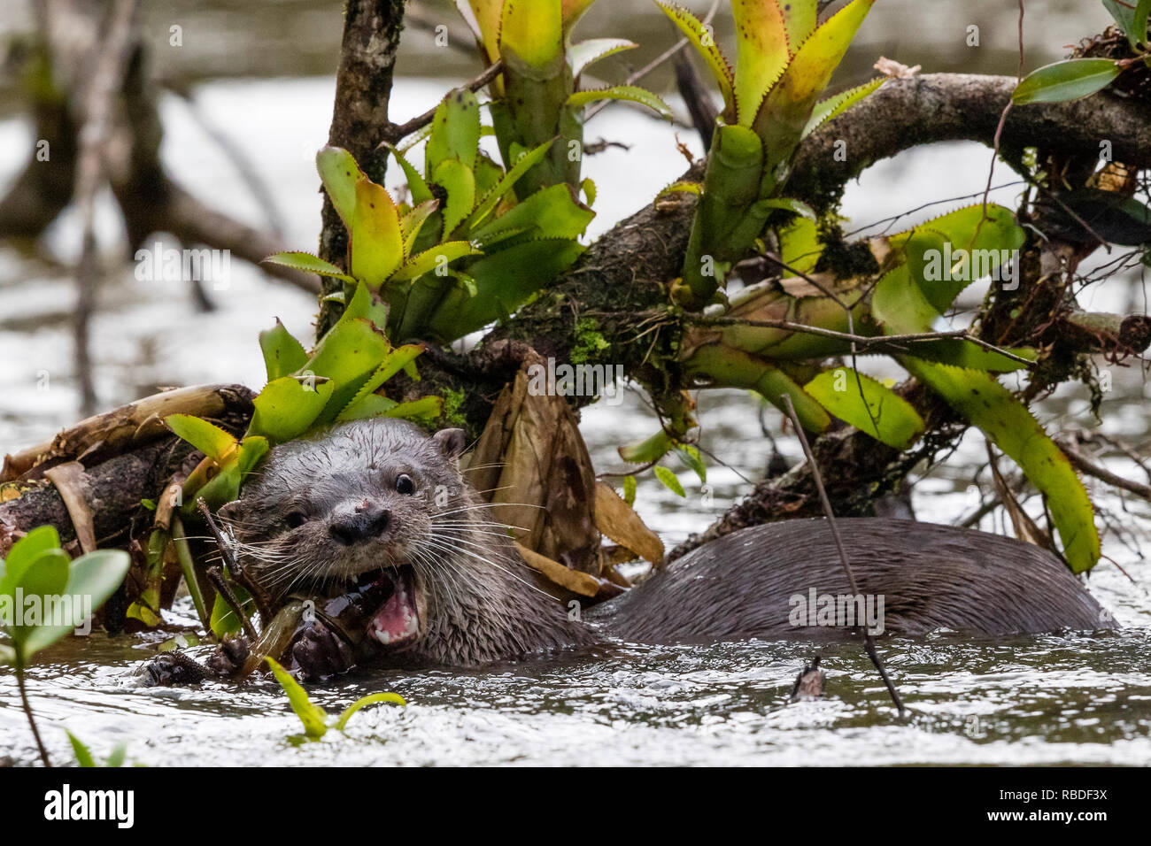 Neotropical Lontra di fiume, Parco Nazionale di Tortuguero, Costa Rica Foto Stock