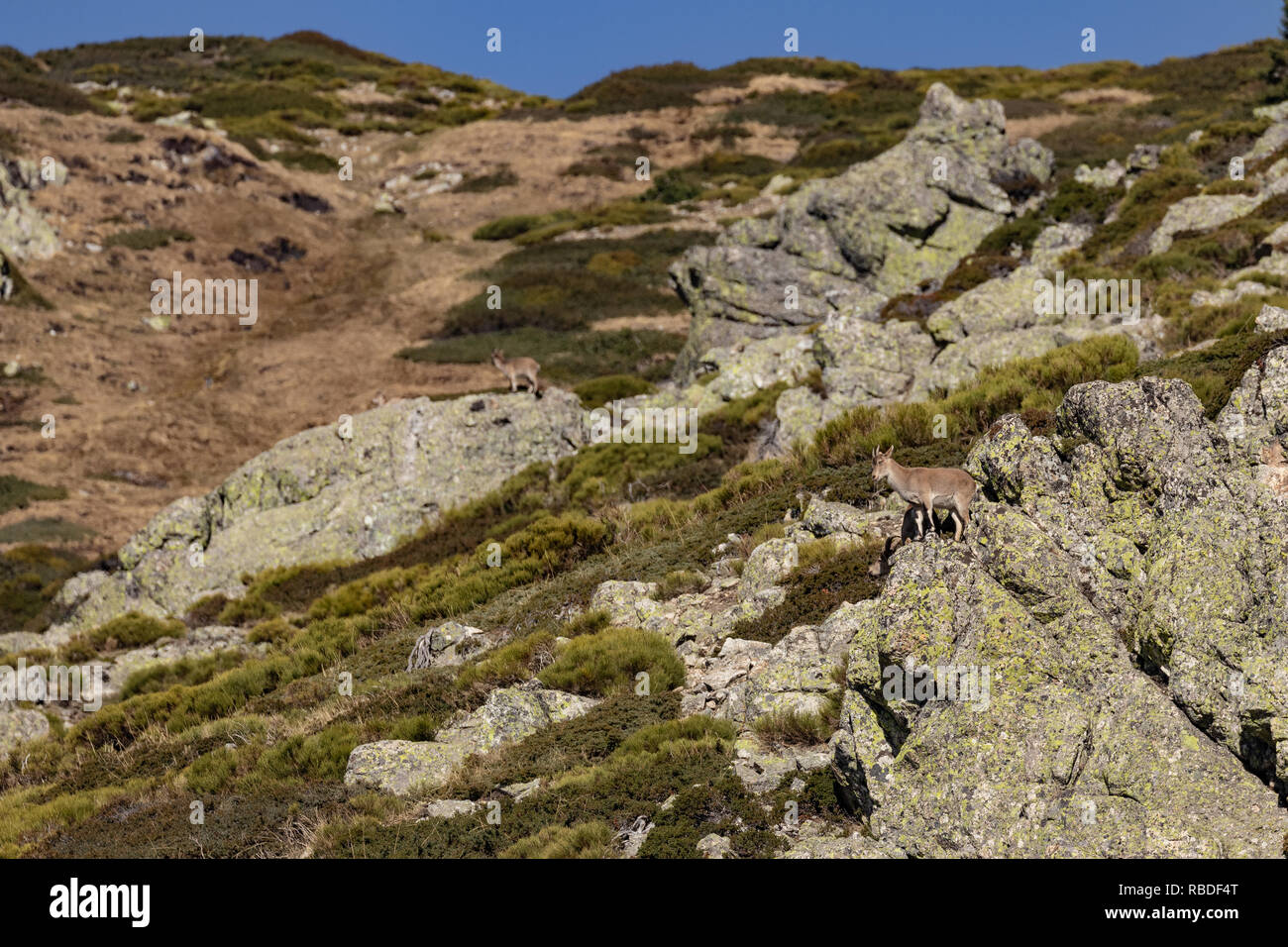 Capre di montagna sopra la roccia nella gamma della montagna di nord di Madrid, Spagna. Foto Stock