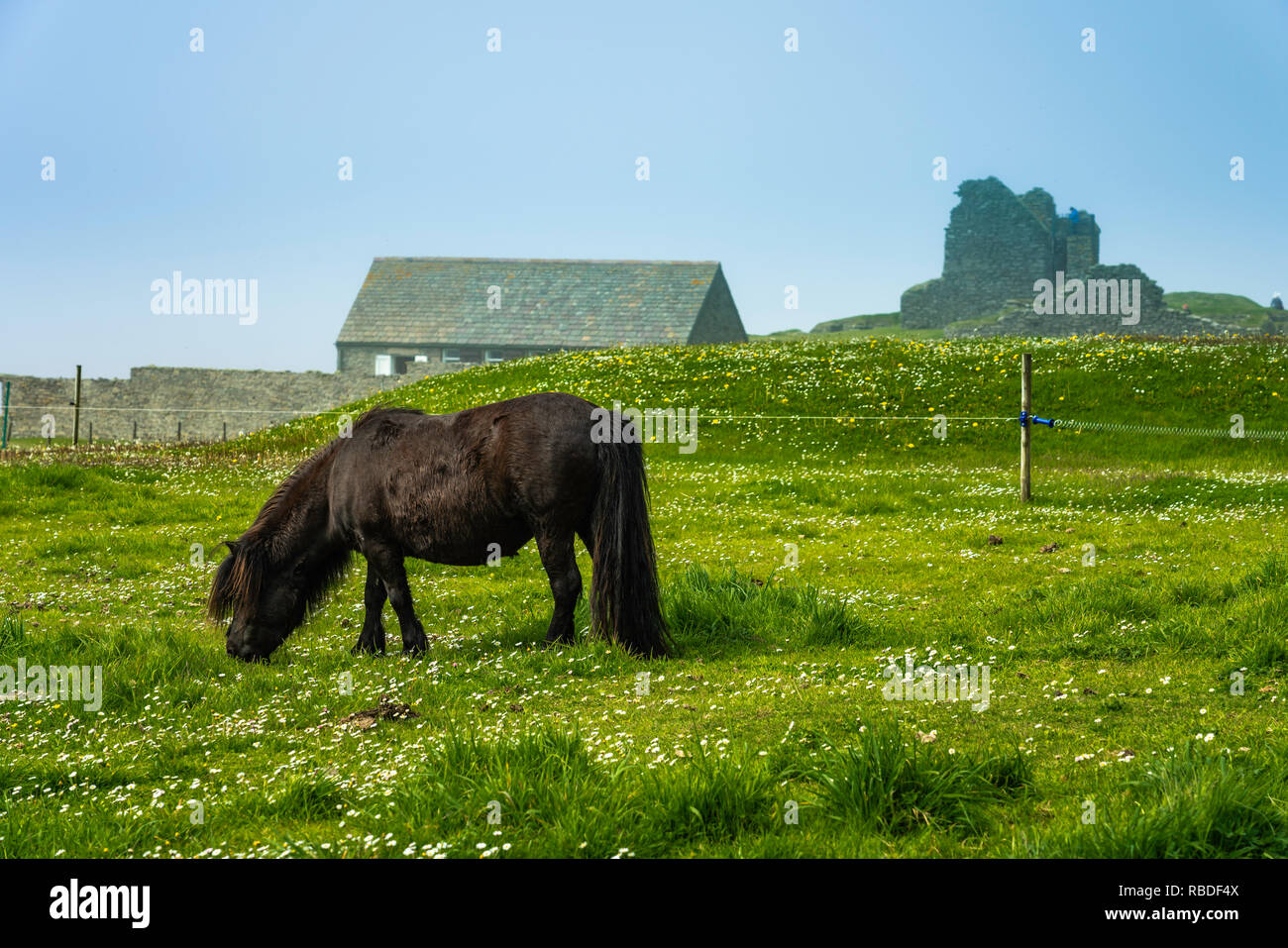 Un pony Shetland al Jarlshof preistorica e norreni insediamento sito archeologico in Shetland Scozia, Regno Unito, Europa. Foto Stock