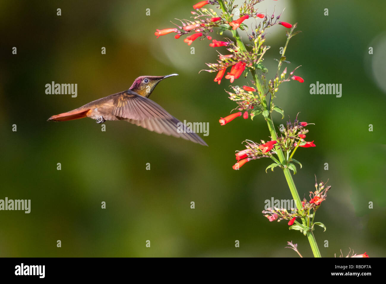 Ruby Topaz hummingbird avanzamento sul Antigua fiore di calore in un giardino. Foto Stock