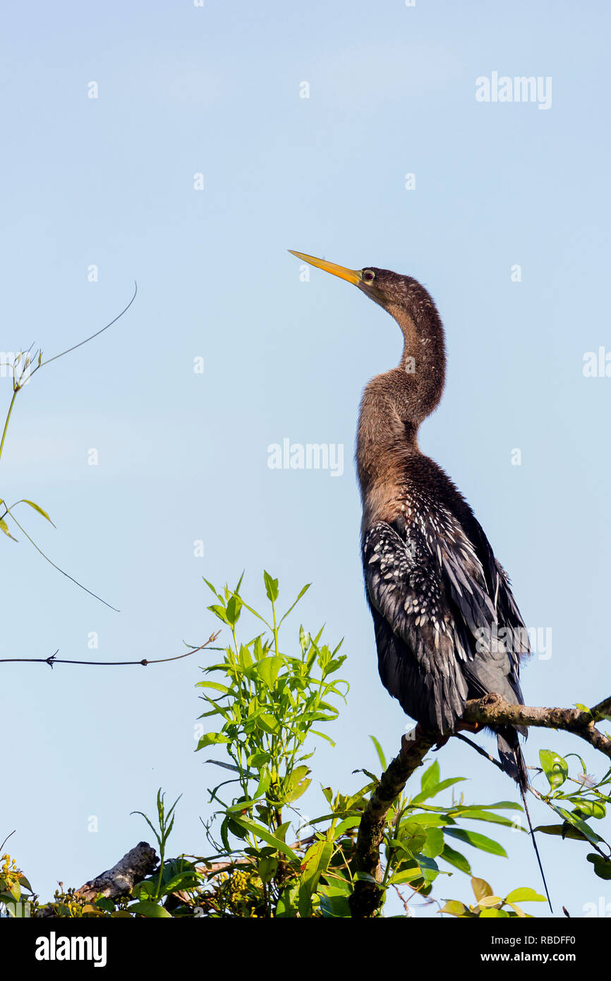 Anhinga, Parco Nazionale di Tortuguero, Costa Rica Foto Stock