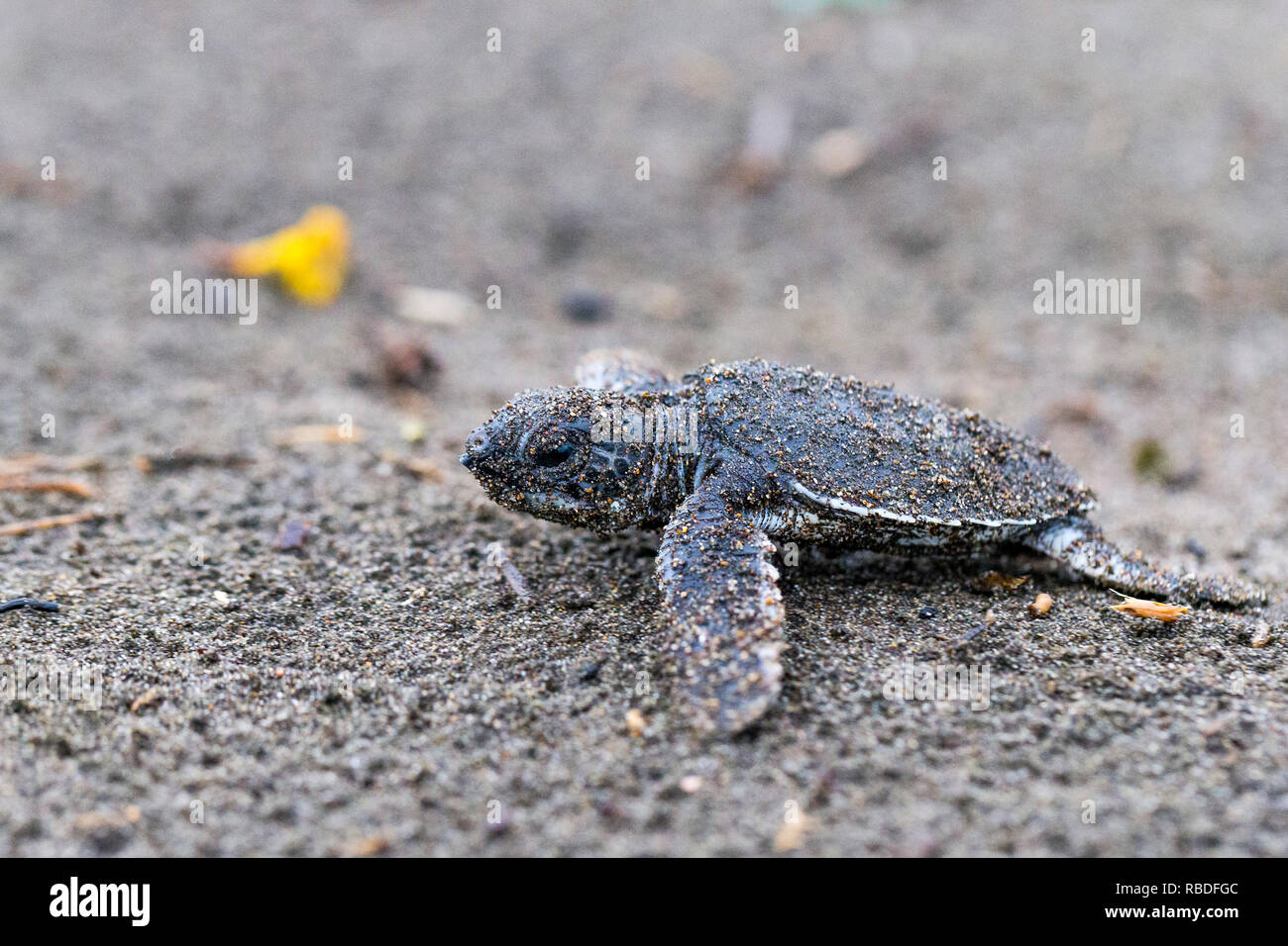 Green sea turtle hatchling facendo per il mare dei Caraibi, il Parco Nazionale di Tortuguero, Costa Rica Foto Stock