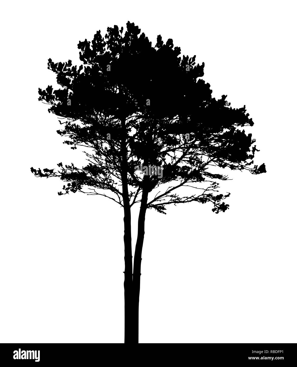 Silhouette ad albero isolato su bianco Backgorund. Illustrazione Vecrtor. EPS10 Illustrazione Vettoriale Silhouette ad albero isolato su bianco Backgorund. Illustrazione Vecrtor. EPS10 Illustrazione Vettoriale