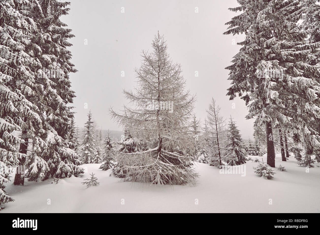 Paesaggio invernale Dopo nevicate, retrò tonificazione del colore applicato. Foto Stock