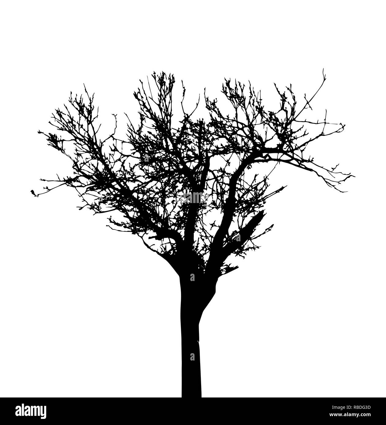 Silhouette ad albero isolato su bianco Backgorund. Illustrazione Vecrtor. EPS10 Illustrazione Vettoriale Silhouette ad albero isolato su bianco Backgorund. Illustrazione Vecrtor. EPS10 Illustrazione Vettoriale