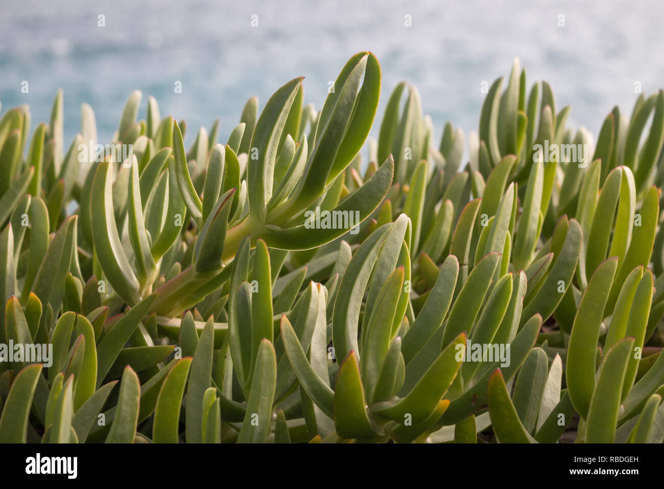 Wild succulente Carpobrotus glaucescens al mare Foto Stock