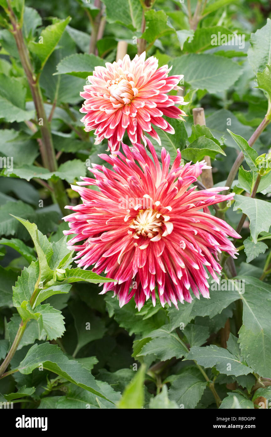 Dahlia 'Akita' fiori d'estate. Foto Stock