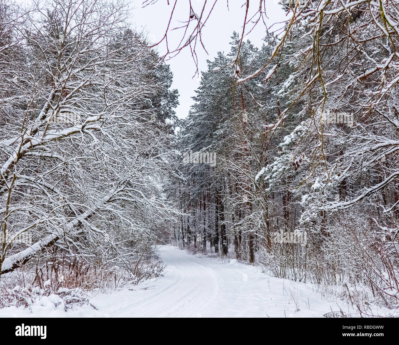 Inverno foresta con bellissimi tronchi di pini e bianco strada innevata. А sacco di rametti sottili coperte di neve Foto Stock