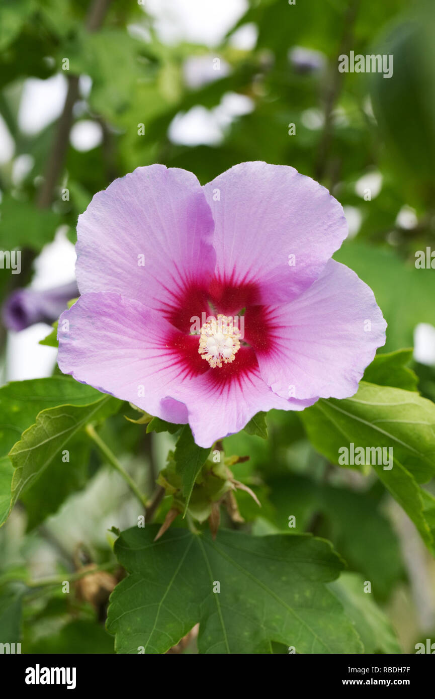 Hibiscus 'Resi' Fiore. Foto Stock