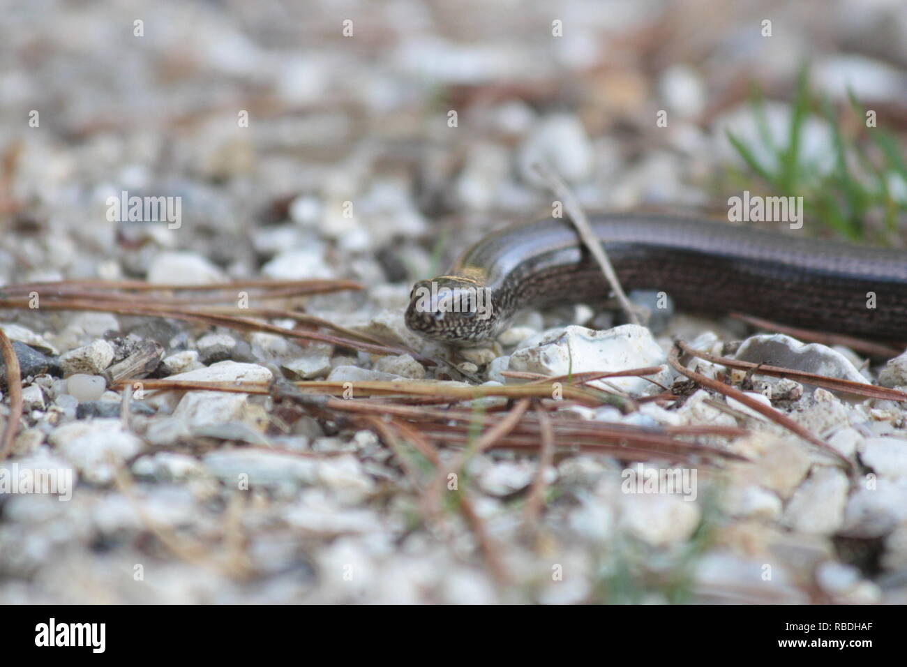 Worm lenta -Anguis fragilis REGNO UNITO Foto Stock