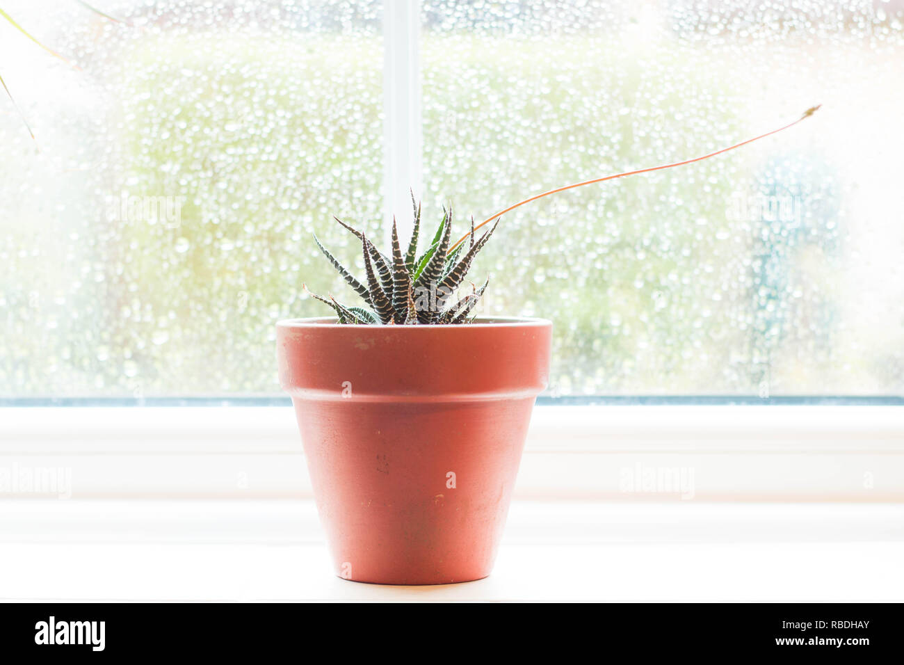 Pianta di Aloe Vera Foto Stock