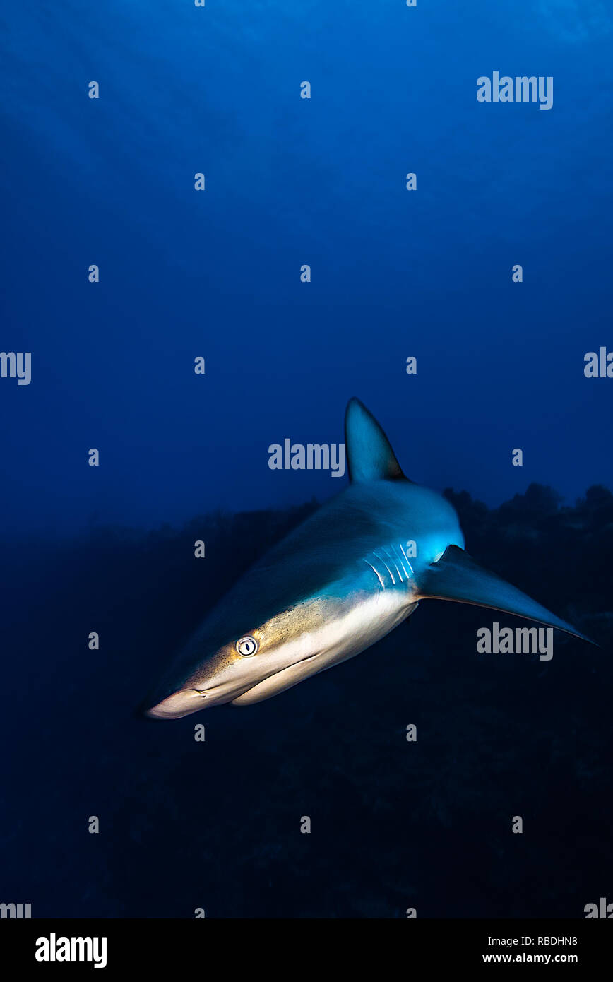 Grey Reef shark incontro in un reef tropicali con chiare acque blu sullo sfondo . Foto Stock