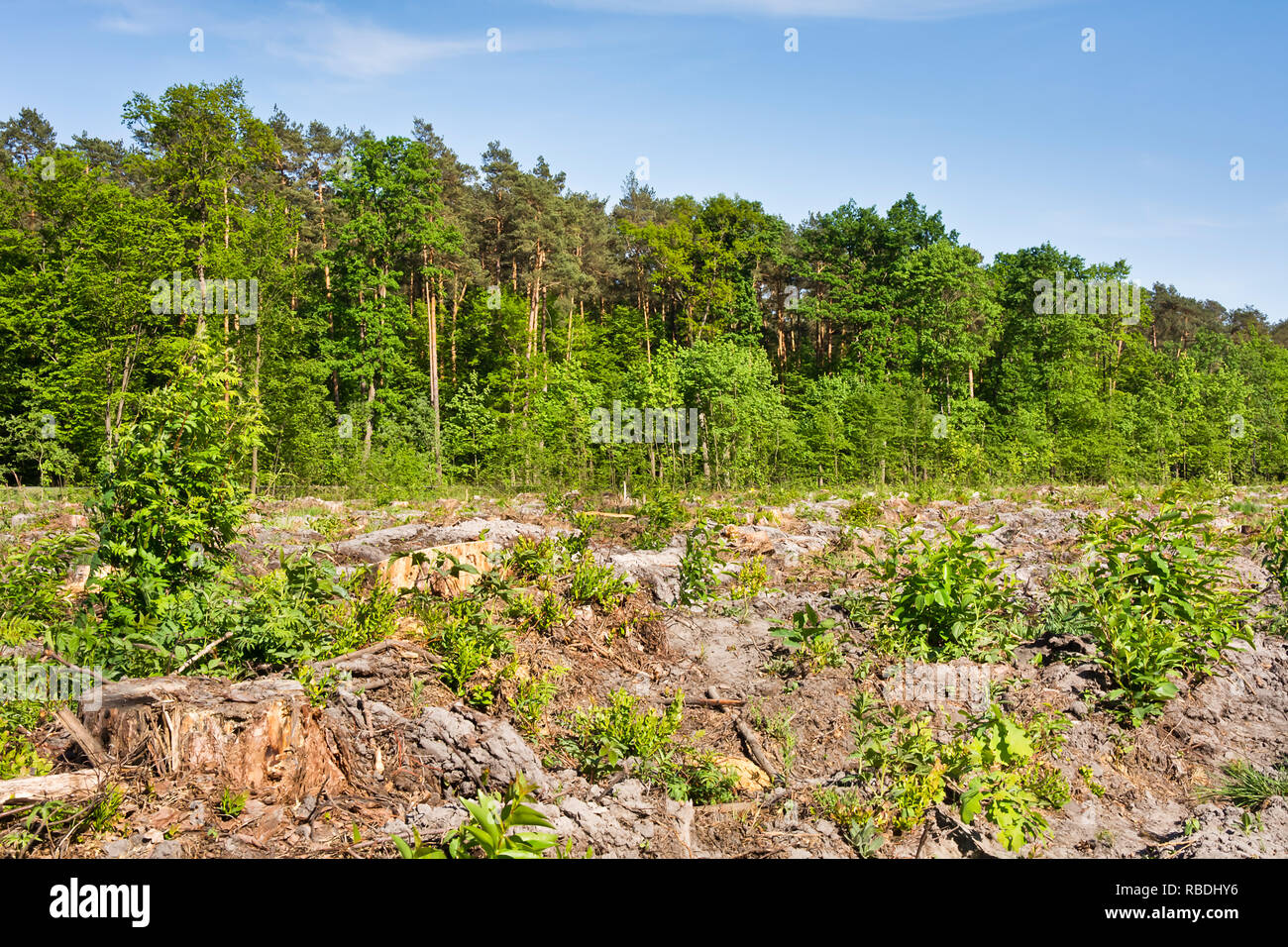 Una cancellata foresta su una giornata di sole. La cancellazione. Foto Stock