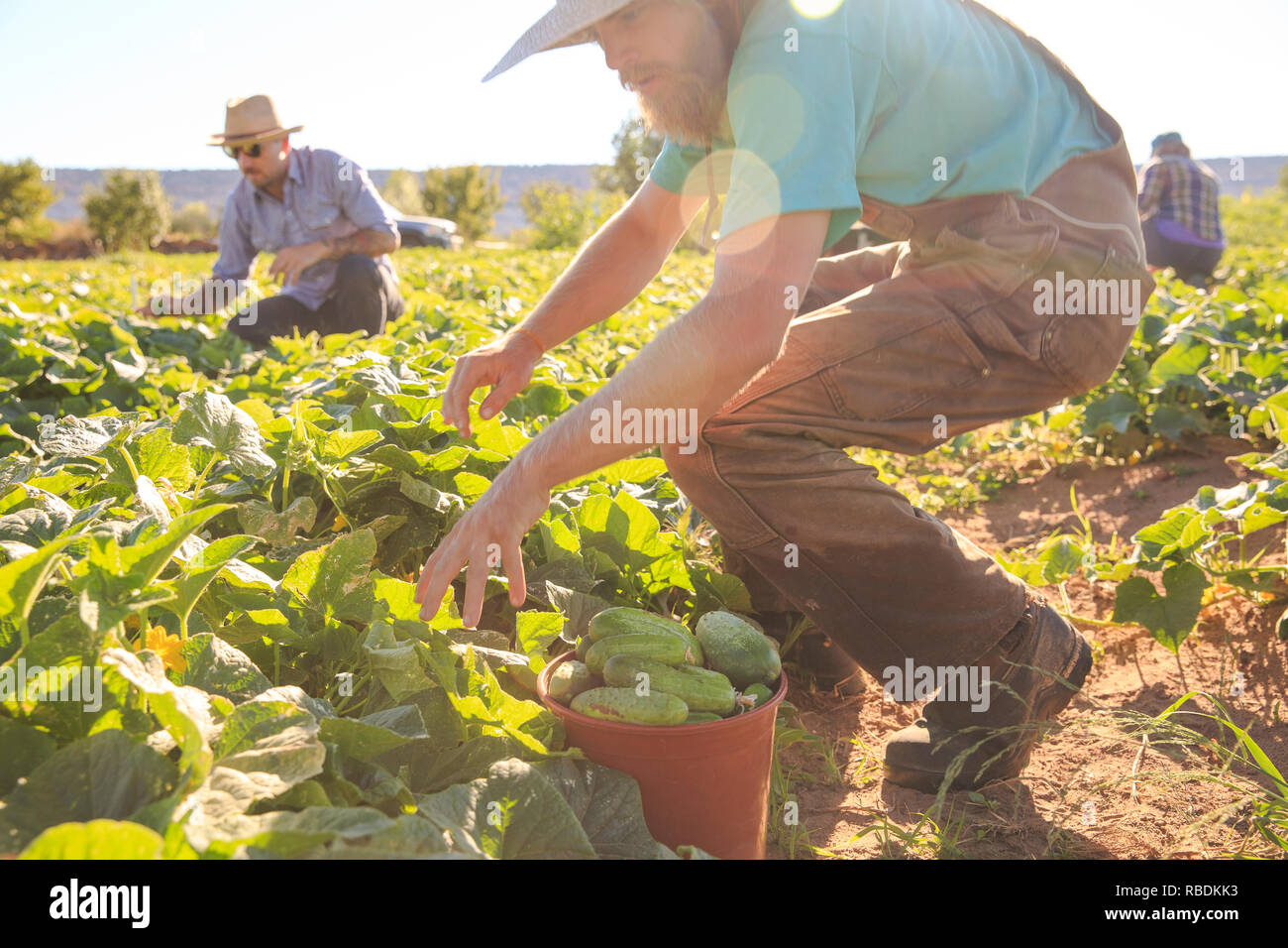 Gli agricoltori harvest verdura biologica mentre inginocchiato nel campo di fattoria Foto Stock