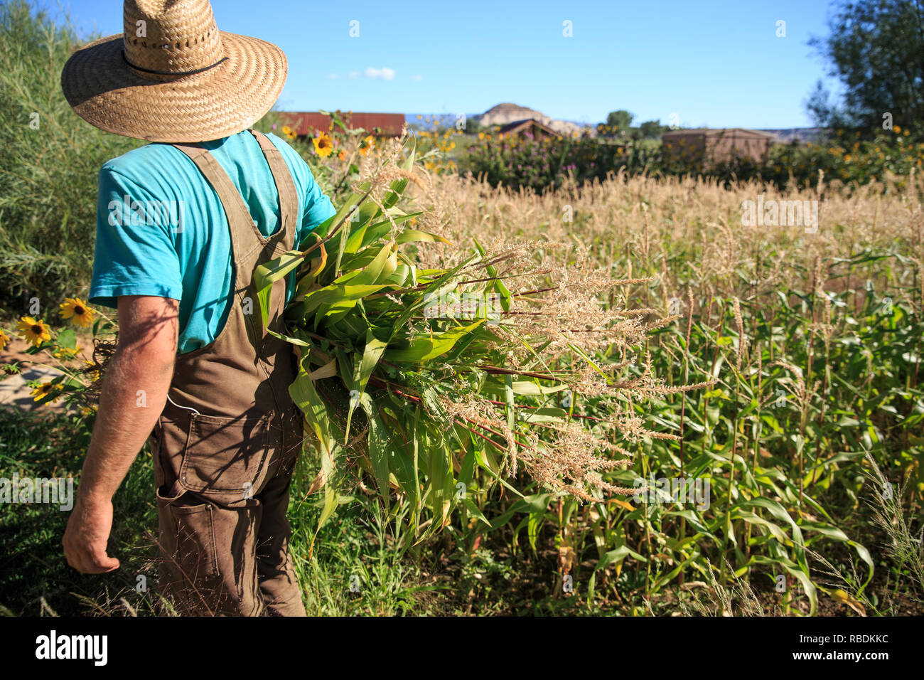 Un agricoltore che indossa un cappello e tuta possiede un grande mucchio di alte erbe infestanti sotto il suo braccio su di una azienda agricola biologica campo Foto Stock