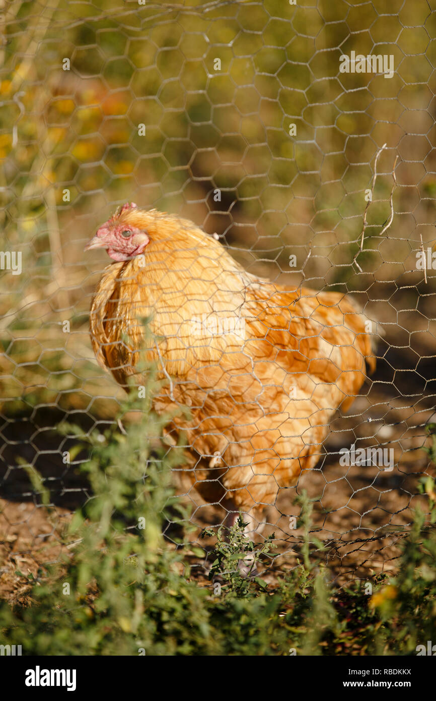 Un ampio intervallo libero passeggiate di pollo in un campo durante una giornata di sole Foto Stock