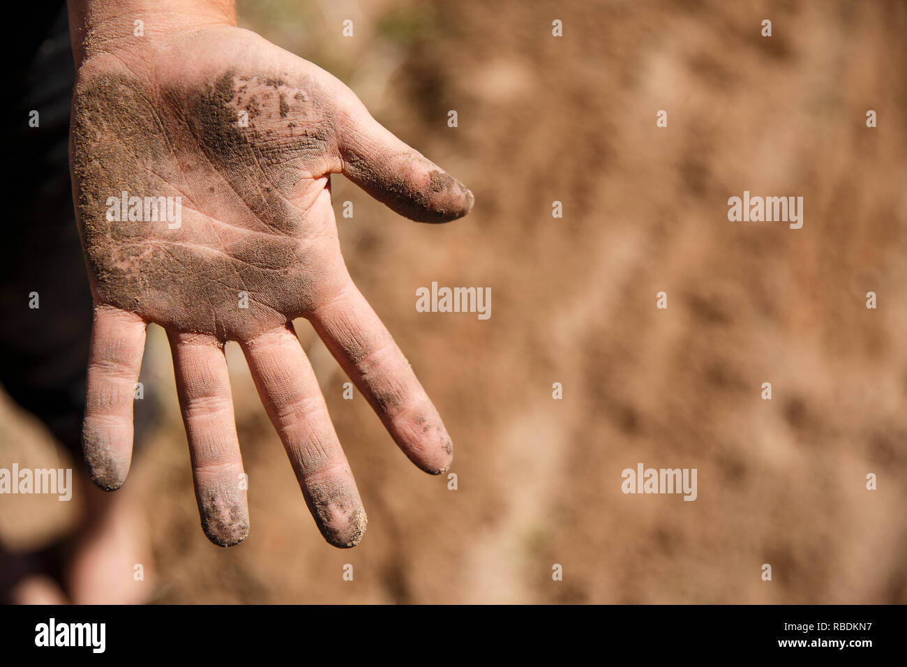 Un primo piano di un agricoltore e la mano è incrostato di sporcizia sarchiatura dopo un campo a mano su di una azienda agricola biologica Foto Stock