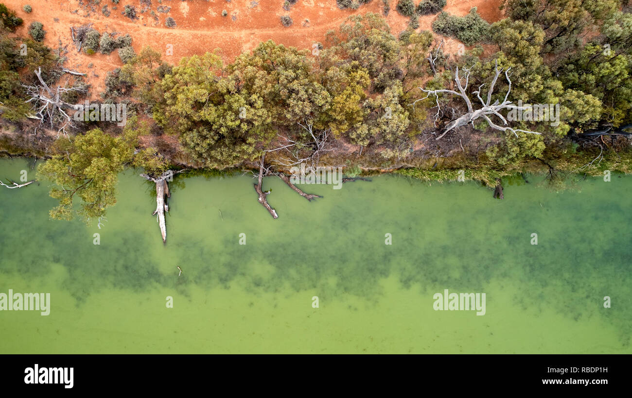 Acqua verde e alberi caduti lungo il bordo del Cowanna Billabong. Habitat per la flora e la fauna, vicino il fiume Murray a valle da Mildura. Foto Stock