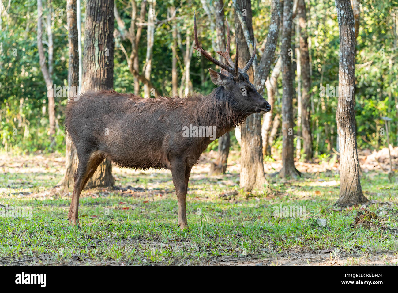 Thai cervo maschio liberamente vivere in una giungla di parco nazionale del nord-est della Thailandia Foto Stock