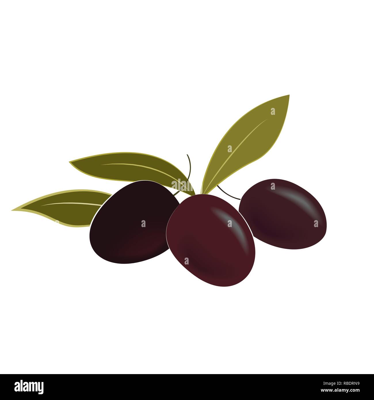 Illustrazione Vettoriale di olive mature e foglie. Isolato elemento di design. Illustrazione Vettoriale