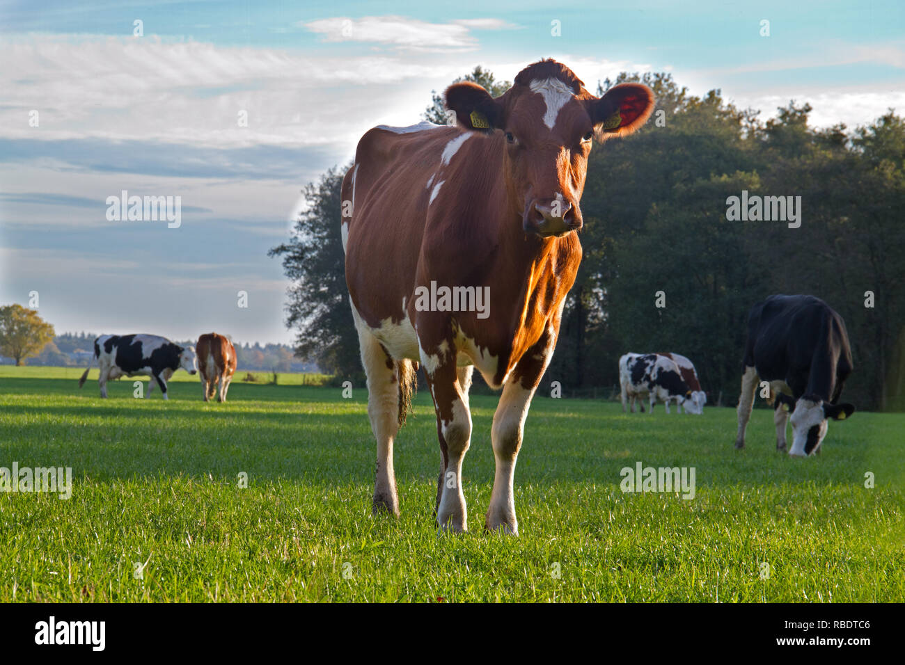 Il bianco e il rosso Holstein mucche frisone, dehorned e destinati, in un prato Foto Stock