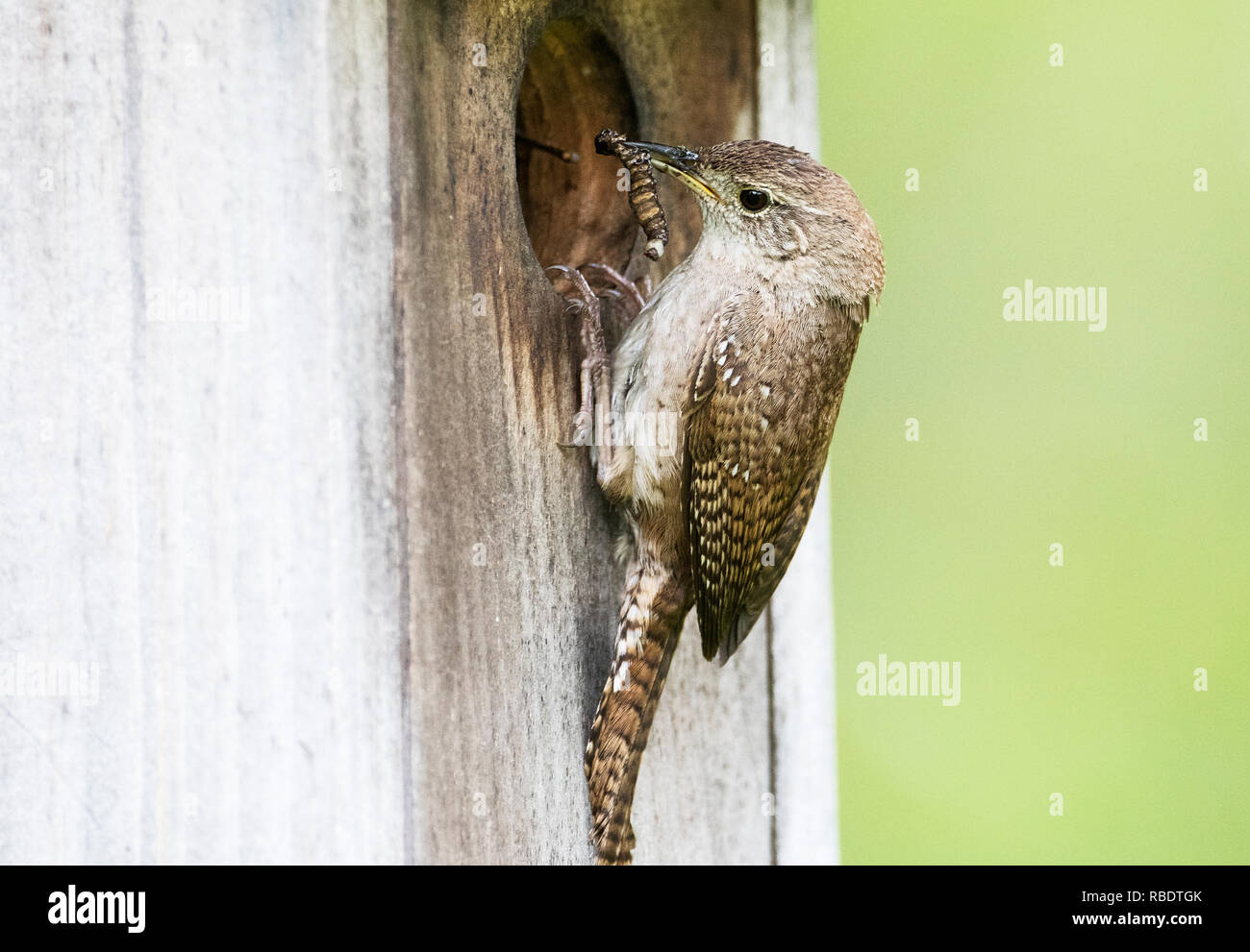 Close-up della casa di wren a scatola di nido con preda di insetti verso la fine di maggio Foto Stock