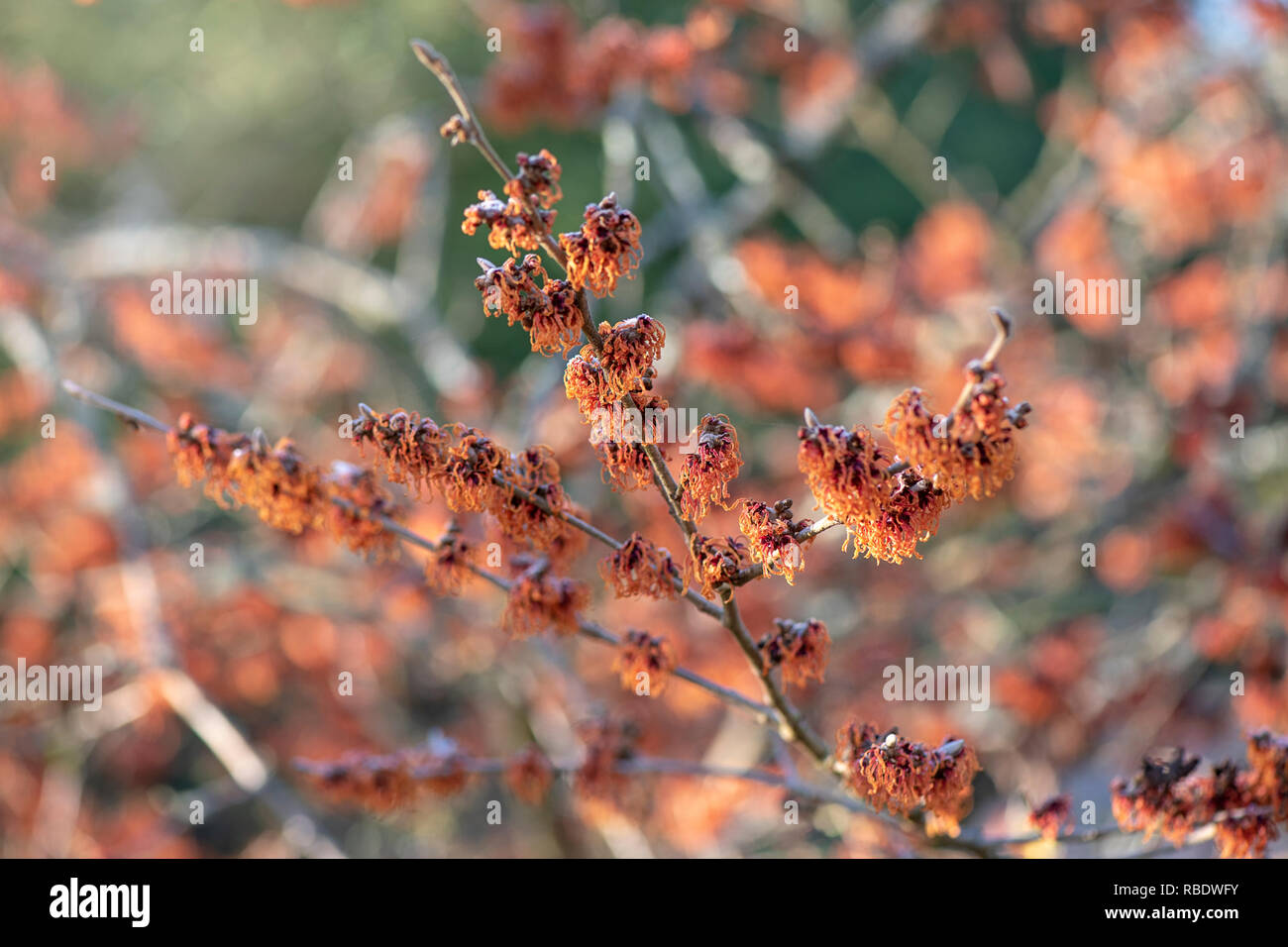 Close-up di immagine vibrante colorata, molla/fioritura invernale arbusto Hamamelis noto anche come Amamelide. Foto Stock