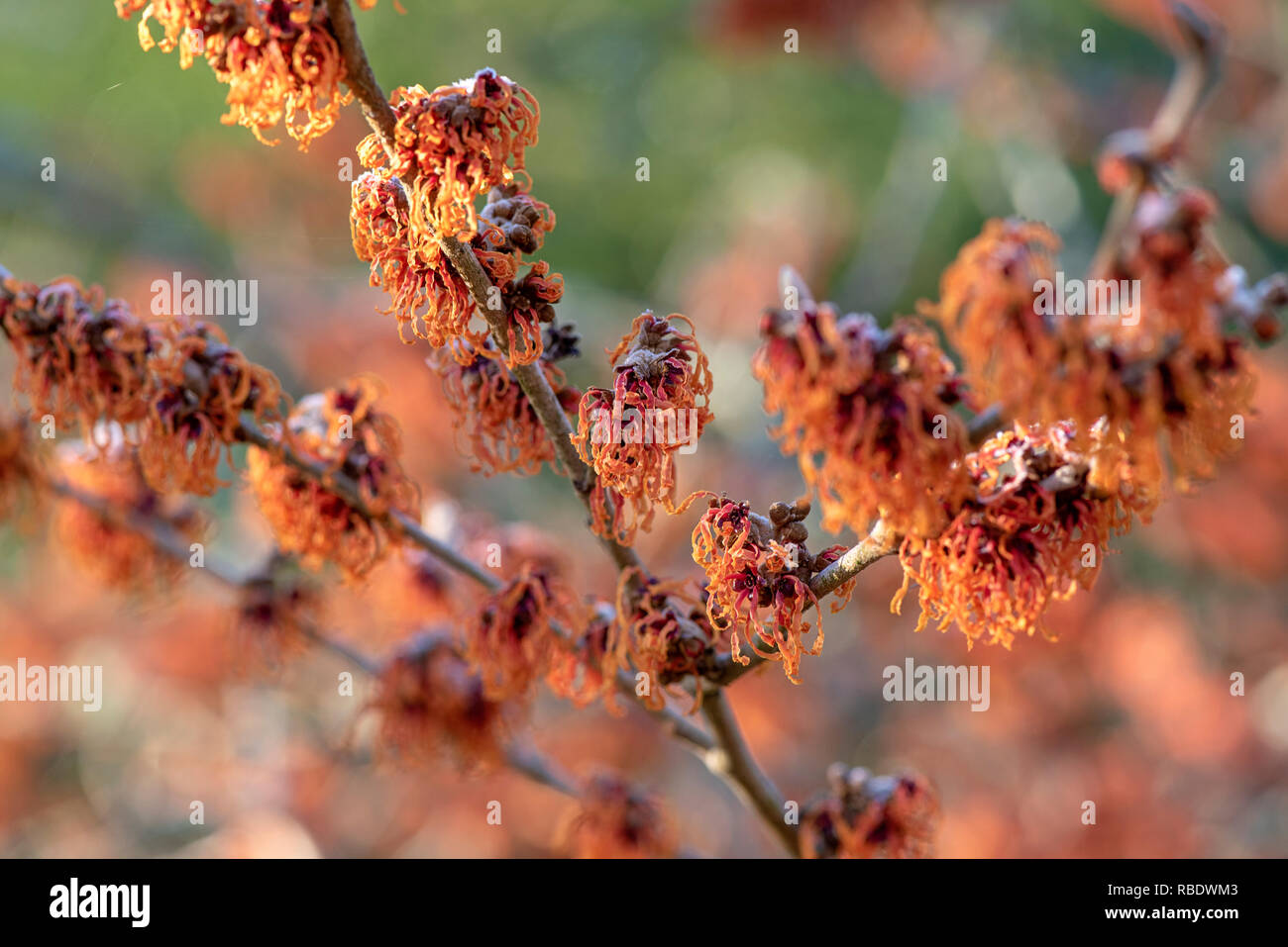 Close-up di immagine vibrante colorata, molla/fioritura invernale arbusto Hamamelis noto anche come Amamelide. Foto Stock