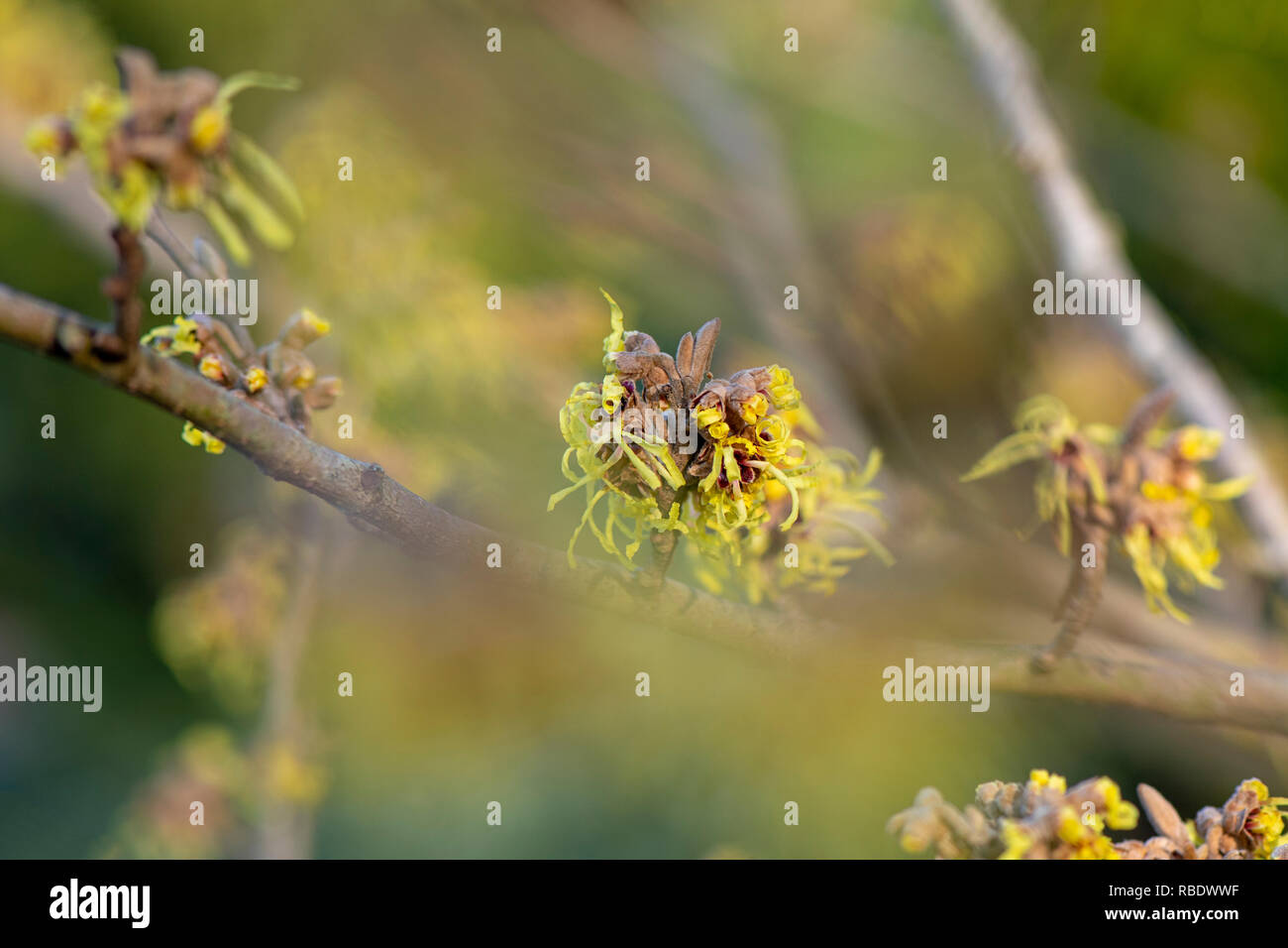 Close-up di immagine vibrante colorata, molla/fioritura invernale arbusto Hamamelis noto anche come Amamelide. Foto Stock
